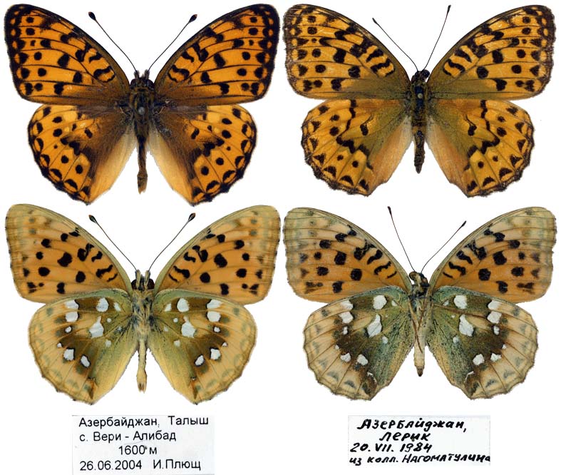 Argynnis alexandra